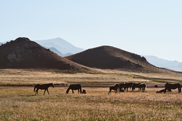 Horses standing on field, hills on the background