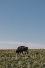 Bison out on grassy field with clear blue sky in Utah