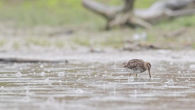 The common snipe under the rain (Gallinago gallinago)