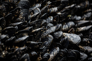 Washington Coastal Beach Landscape PNW