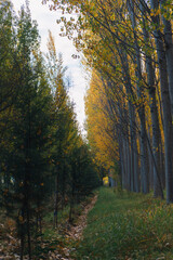 autumn road in poplar forest