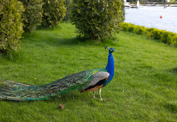 Naklejka premium Peacock on green grass background.