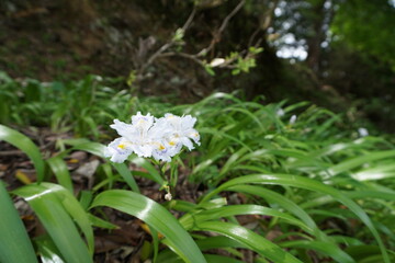 シャガの花