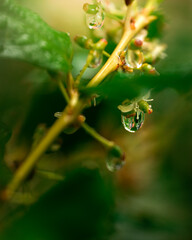 morning dew on holly leaves