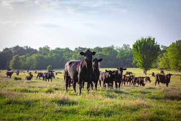 Naklejka na ściany i meble Cattle on livestock ranch in Texas