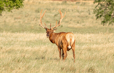 Elk raised on livestock ranch in Kansas