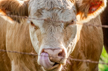 Cattle on livestock ranch in Kansas