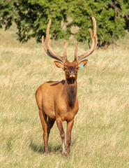 Elk raised on livestock ranch in Kansas