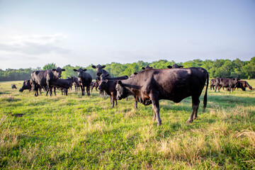 Cattle on livestock ranch in Texas