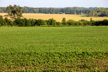 Fototapeta na wymiar Soybean crop fields in Kansas