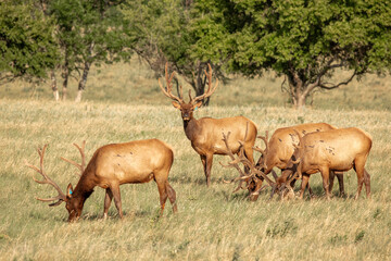 Naklejka na ściany i meble Elk raised on livestock ranch in Kansas