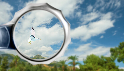 White seagull against a cloudy summer sky through a magnifying glass, blurred tropical landscape, copy space