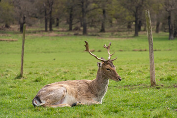 Naklejka na ściany i meble Beautiful view to wild deer in green Richmond Park, London
