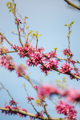 Cercis tree blossom with blue sky on the background, Tbilisi, Georgia