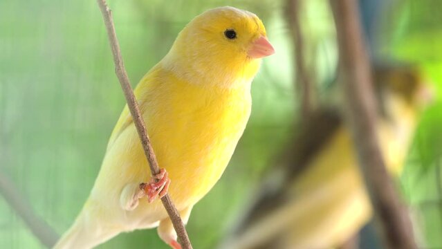 Canary bird inside cage perch on sticks and wires. Serinus canaria, canaries, island canary, canary, or common canaries birds  inside huge cage as captive pet in Spain.