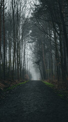 Leśna droga w mglisty poranek