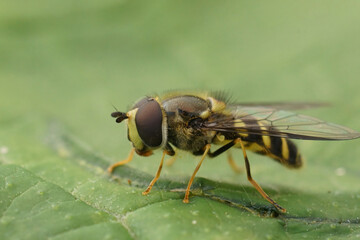 Closeup on a European Stripe-backed Fleckwing hoverfly, Dasysyrphus albostriatus, sitting on a green leaf