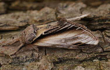 Closeup shot of the swallow prominent moth, Pheosia tremula, sitting on a wood