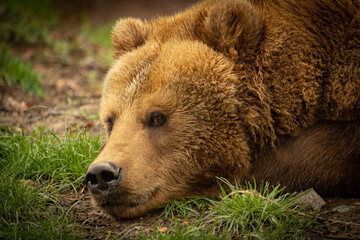 Fototapeta premium brown bear in the woods