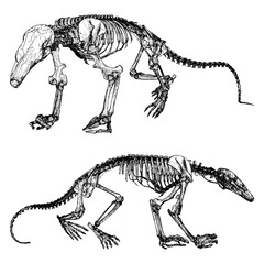 Dinosaur Skeleton Vector. Illustration Isolated On White Background. A vector illustration Of An Dinosaur Skeleton.