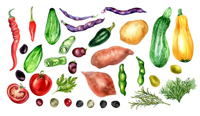 Set of tomato, cucumber, hot peppers and beans watercolor illustration isolated on white. Potato batata, squash, zucchini, tabasco, parsley, rosemary hand drawn. Elements for menu, cookbook, package