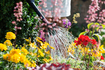 Flowers are watered by woman with watering can in flower garden, worker cares about flowers in...