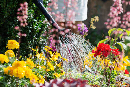 Flowers are watered by woman with watering can in flower garden, worker cares about flowers in garden, floriculture and flower planting concept