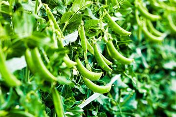 スナックエンドウ