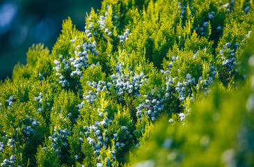 Green coniferous plant thuja in nature as a background