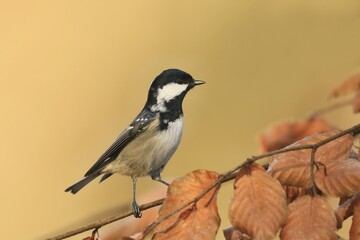 A cute coal tit sitting on the beech twig. Portrait of a small titmouse.  Periparus ater