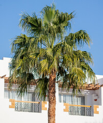 Fototapeta premium Palm tree near the building against the blue sky.