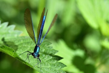 demoiselle bleue de face © Guy Pracros