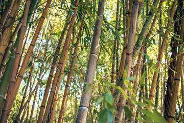 Fototapeta premium Thickets of bamboo in tropical nature