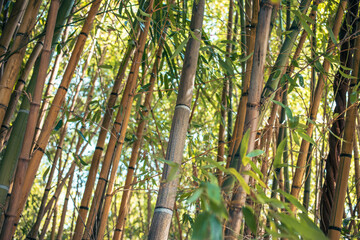 Thickets of bamboo in tropical nature