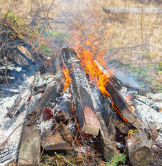 Burning firewood in a campfire close-up.
