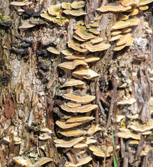 Fungus growing on the bark of an old tree in autumn