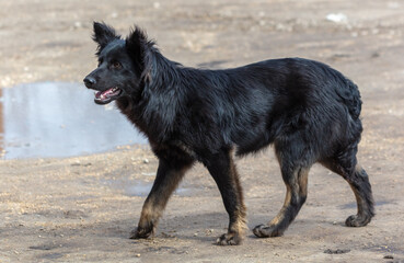 Black mongrel dog standing on the sand and looking at the camera