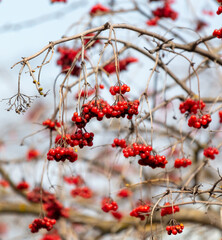 Red rowan berries on the branches of a tree in winter