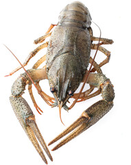 Crayfish isolated on white background