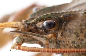 Crayfish on a white background. macro