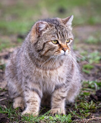 Naklejka na ściany i meble European Shorthair cat on the ground in nature. Selective focus.