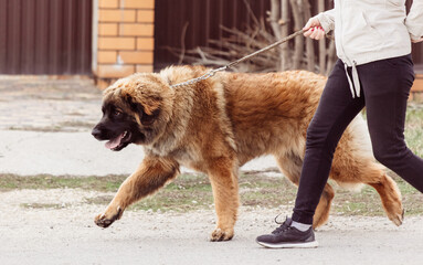 Caucasian shepherd dog on the street. The dog is standing on its hind legs