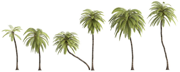 Fototapeta na wymiar 3d illustration of set African oil palm isolated on transparent background