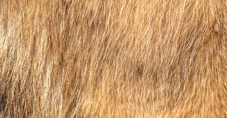 Dog fur as a background. Texture of a dog's fur