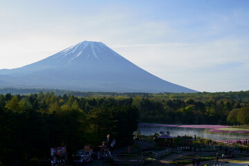 Fototapeta premium It’s spring now so the flowers should bloom soon