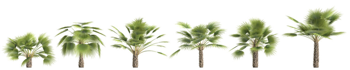 3d illustration of set Sabal palm isolated on transparent background