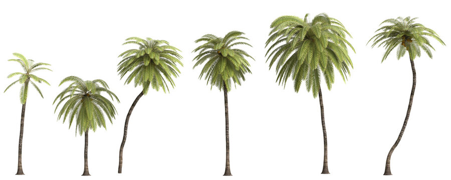 African Oil Palm