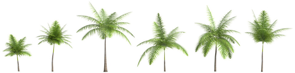 3d illustration of set foxtail palm isolated on transparent background