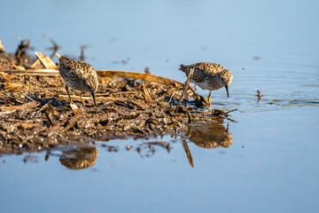 The least sandpipers (Calidris minutilla) feeding in shallow water.