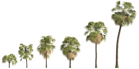 3d illustration of set Washingtonia filifera palm isolated on transparent background